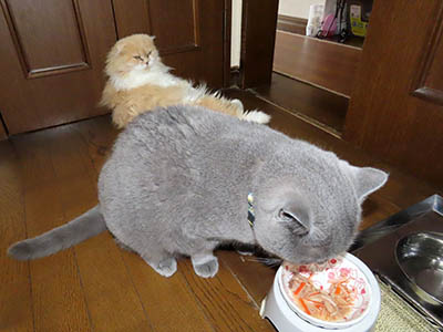 �肢�@���[���Ӓ�@�~�[�R