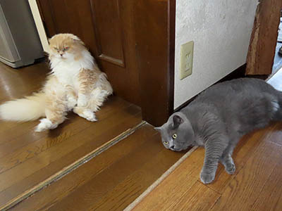 �肢�@���[���Ӓ�@�~�[�R