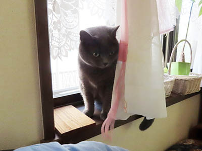 �肢�@���[���Ӓ�@�~�[�R