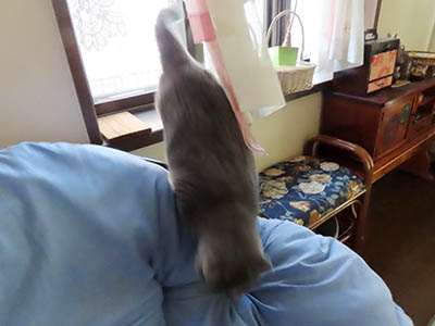 �肢�@���[���Ӓ�@�~�[�R