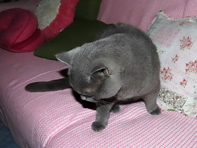 �肢�@���[���Ӓ�@�~�[�R