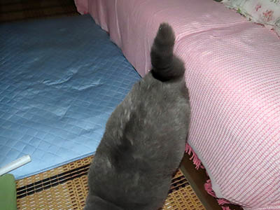 �肢�@���[���Ӓ�@�~�[�R
