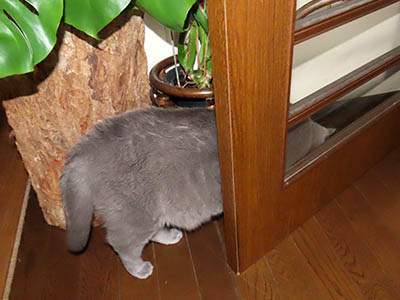 �肢�@���[���Ӓ�@�~�[�R
