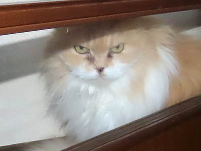 �肢�@���[���Ӓ�@�~�[�R