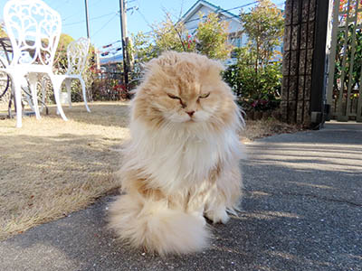 �肢�@���[���Ӓ�@�~�[�R
