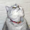 肢